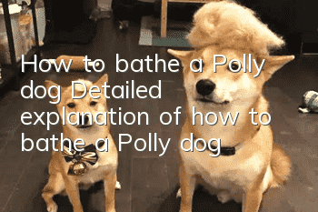 How to bathe a Polly dog Detailed explanation of how to bathe a Polly dog