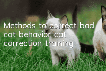 Methods to correct bad cat behavior, cat correction training!