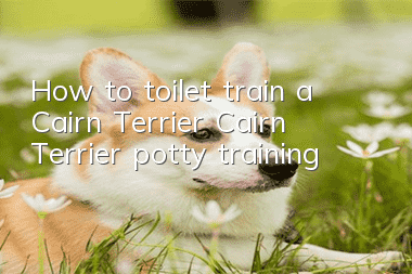 How to toilet train a Cairn Terrier Cairn Terrier potty training