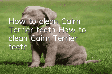 How to clean Cairn Terrier teeth How to clean Cairn Terrier teeth