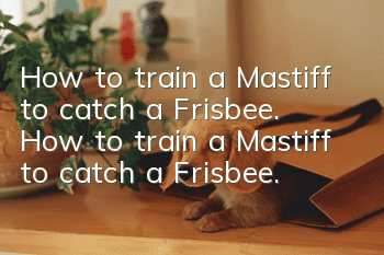 How to train a Mastiff to catch a Frisbee. How to train a Mastiff to catch a Frisbee.