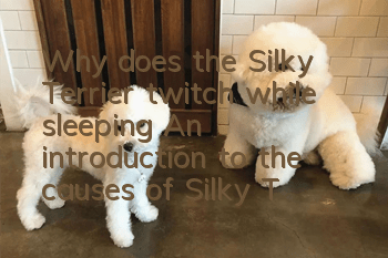 Why does the Silky Terrier twitch while sleeping? An introduction to the causes of Silky Terrier twitching while sleeping.