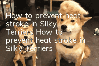 How to prevent heat stroke in Silky Terriers How to prevent heat stroke in Silky Terriers