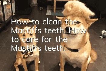 How to clean the Mastiff’s teeth. How to care for the Mastiff’s teeth.