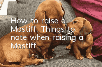 How to raise a Mastiff. Things to note when raising a Mastiff.