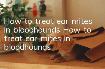 How to treat ear mites in bloodhounds How to treat ear mites in bloodhounds
