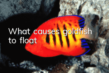 What causes goldfish to float?