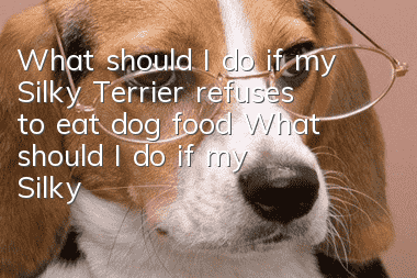 What should I do if my Silky Terrier refuses to eat dog food? What should I do if my Silky Terrier refuses to eat dog food?