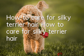 How to care for silky terrier hair How to care for silky terrier hair