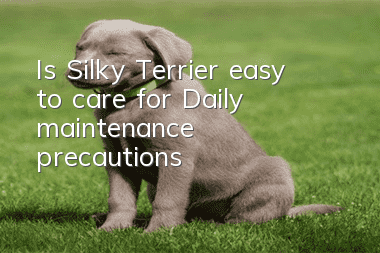 Is Silky Terrier easy to care for? Daily maintenance precautions