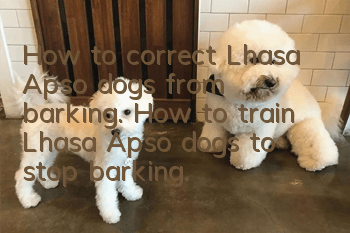 How to correct Lhasa Apso dogs from barking. How to train Lhasa Apso dogs to stop barking.