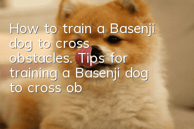 How to train a Basenji dog to cross obstacles. Tips for training a Basenji dog to cross obstacles.