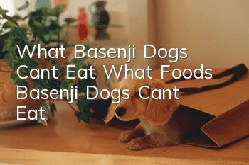 What Basenji Dogs Can’t Eat What Foods Basenji Dogs Can’t Eat