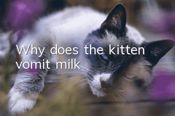 Why does the kitten vomit milk?