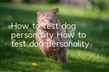 How to test dog personality How to test dog personality