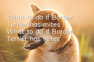 What to do if Border Terrier has mites? What to do if Border Terrier has mites?