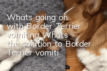 What's going on with Border Terrier vomiting? What's the solution to Border Terrier vomiting?
