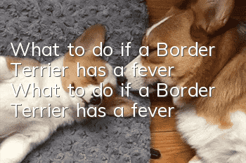 What to do if a Border Terrier has a fever? What to do if a Border Terrier has a fever?