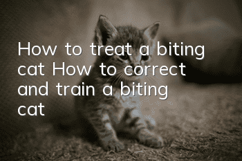 How to treat a biting cat? How to correct and train a biting cat?