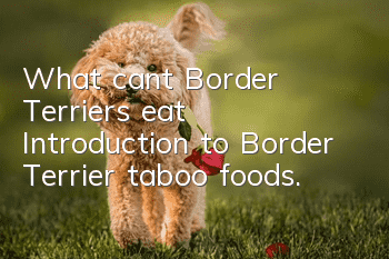 What can’t Border Terriers eat? Introduction to Border Terrier taboo foods.