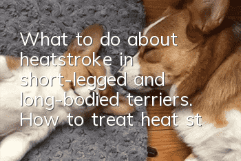 What to do about heatstroke in short-legged and long-bodied terriers. How to treat heat stroke in short-legged and long-bodied terriers.