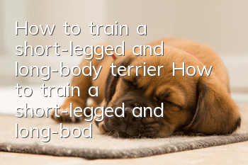 How to train a short-legged and long-body terrier How to train a short-legged and long-body terrier
