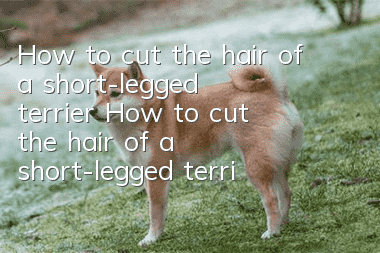 How to cut the hair of a short-legged terrier? How to cut the hair of a short-legged terrier?
