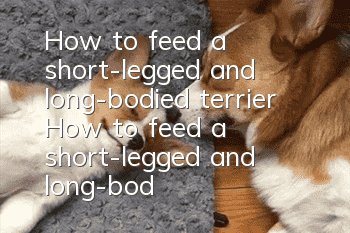 How to feed a short-legged and long-bodied terrier How to feed a short-legged and long-bodied terrier