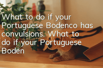 What to do if your Portuguese Bodenco has convulsions. What to do if your Portuguese Bodenco has convulsions.