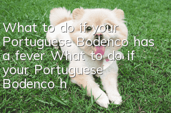 What to do if your Portuguese Bodenco has a fever? What to do if your Portuguese Bodenco has a fever?