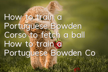 How to train a Portuguese Bowden Corso to fetch a ball How to train a Portuguese Bowden Corso to fetch a ball