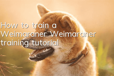 How to train a Weimaraner Weimaraner training tutorial