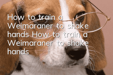 How to train a Weimaraner to shake hands How to train a Weimaraner to shake hands