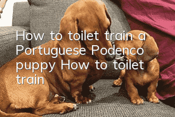 How to toilet train a Portuguese Podenco puppy? How to toilet train?