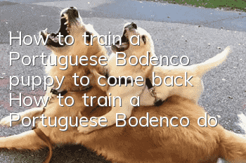 How to train a Portuguese Bodenco puppy to come back? How to train a Portuguese Bodenco dog to be obedient?