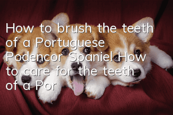 How to brush the teeth of a Portuguese Podencor Spaniel How to care for the teeth of a Portuguese Podencor Spaniel