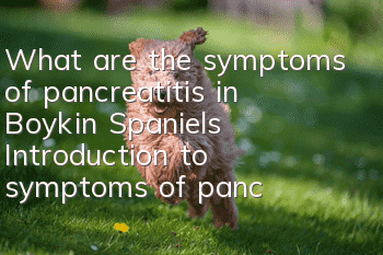 What are the symptoms of pancreatitis in Boykin Spaniels? Introduction to symptoms of pancreatitis