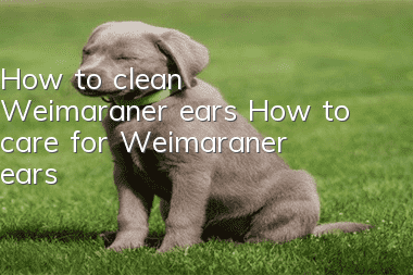 How to clean Weimaraner ears How to care for Weimaraner ears