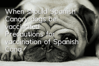 When should Spanish Canary dogs be vaccinated? Precautions for vaccination of Spanish Canary dogs
