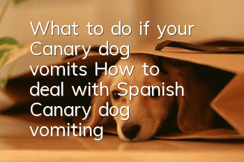 What to do if your Canary dog vomits? How to deal with Spanish Canary dog vomiting?
