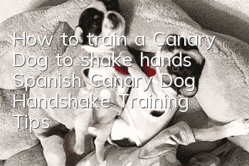 How to train a Canary Dog to shake hands Spanish Canary Dog Handshake Training Tips