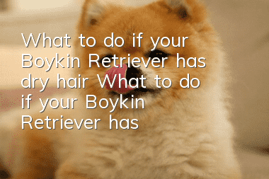 What to do if your Boykin Retriever has dry hair? What to do if your Boykin Retriever has dry hair?