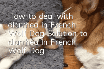 How to deal with diarrhea in French Wolf Dog? Solution to diarrhea in French Wolf Dog