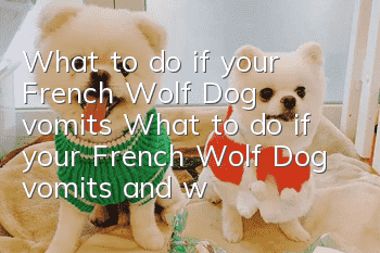 What to do if your French Wolf Dog vomits? What to do if your French Wolf Dog vomits and won’t eat?