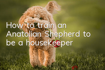 How to train an Anatolian Shepherd to be a housekeeper