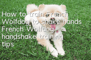 How to train French Wolfdog to shake hands French Wolfdog handshake training tips