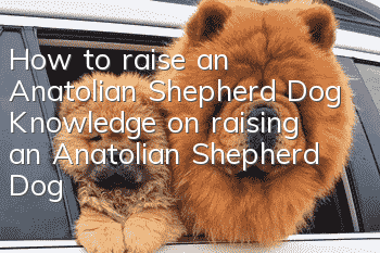 How to raise an Anatolian Shepherd Dog Knowledge on raising an Anatolian Shepherd Dog