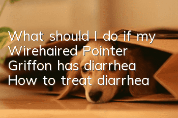 What should I do if my Wirehaired Pointer Griffon has diarrhea? How to treat diarrhea?