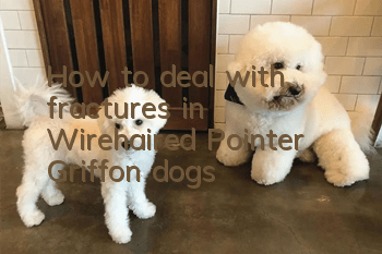How to deal with fractures in Wirehaired Pointer Griffon dogs