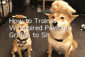 How to Train a Wirehaired Pointing Griffon to Sit